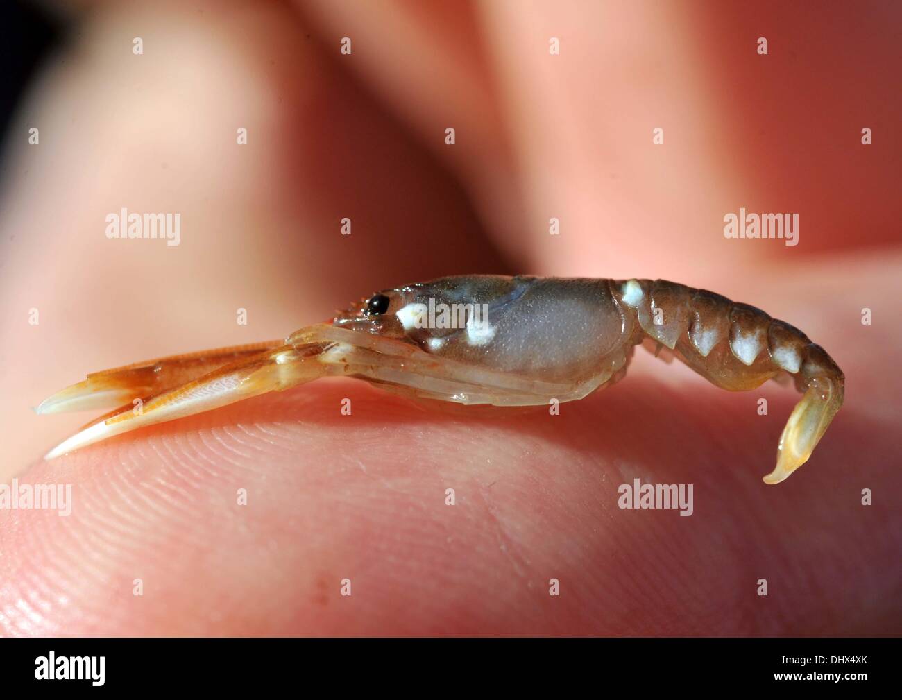 Baby lobster Stock Photo Alamy