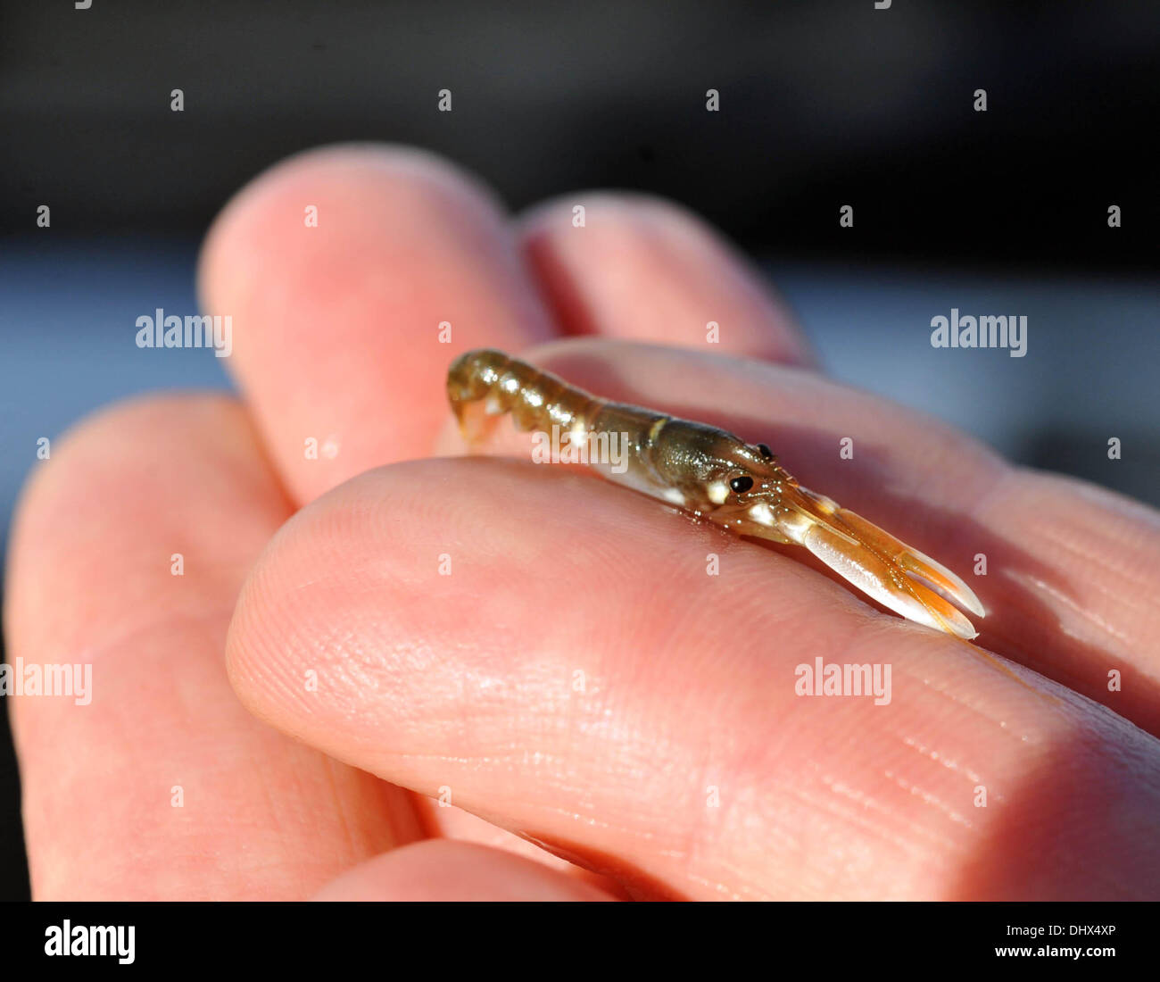 Baby lobster on person's fingertip Stock Photo Alamy