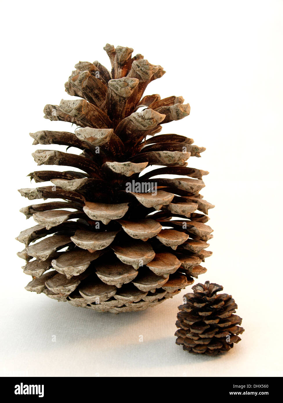 Large and small pine cones Stock Photo