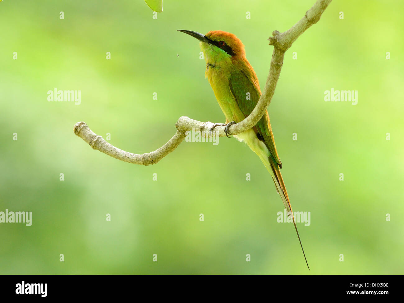 Merops orientalis hi-res stock photography and images - Alamy