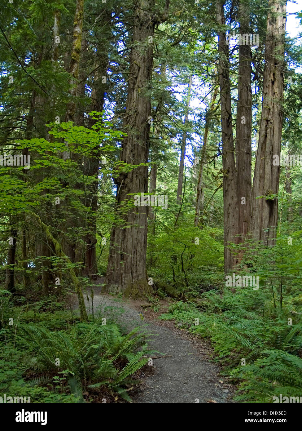 Trail of the cedars north cascades cheap