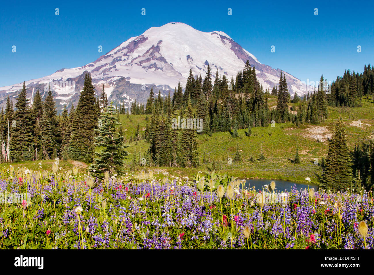 Mount Rainier above flower meadows and a tarn along the Naches Peak trail in Mount Rainier