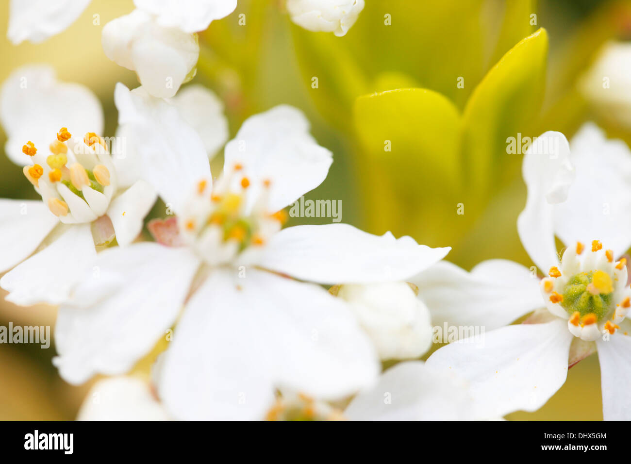gorgeously fragrant flowers of the choisya goldfinger  Jane Ann Butler Photography  JABP981 Stock Photo