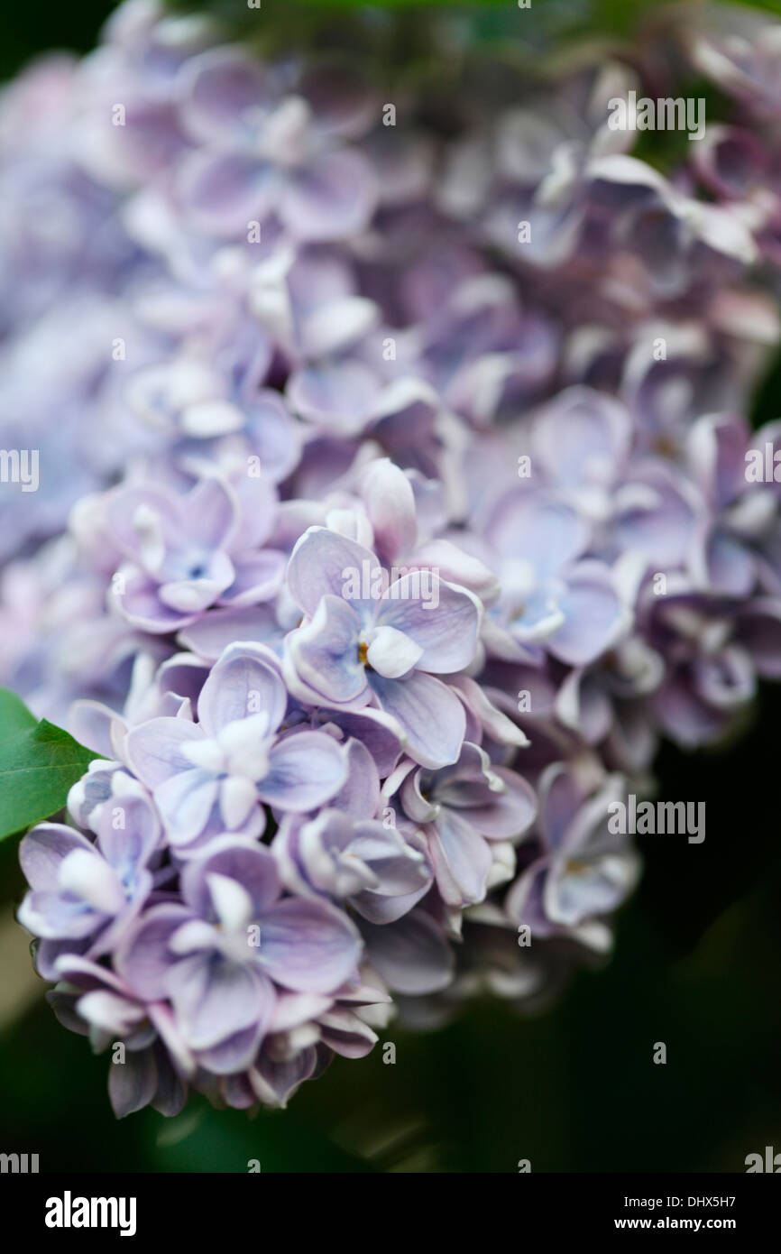 sweetly fragrant lilac blooms  Jane Ann Butler Photography  JABP982 Stock Photo