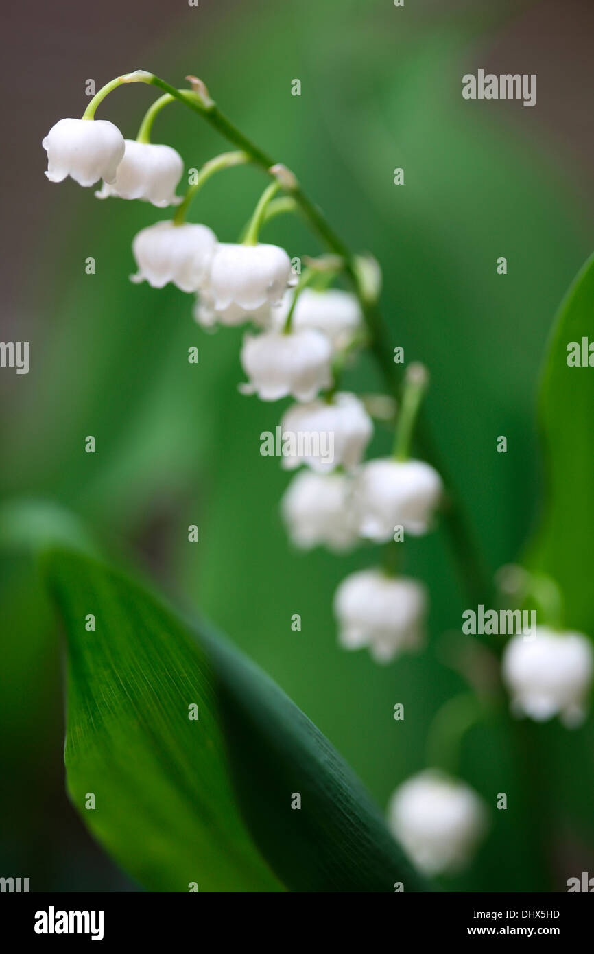 lily of the valley charming and sweet scented bell shaped flowers   Jane Ann Butler Photography  JABP979 Stock Photo
