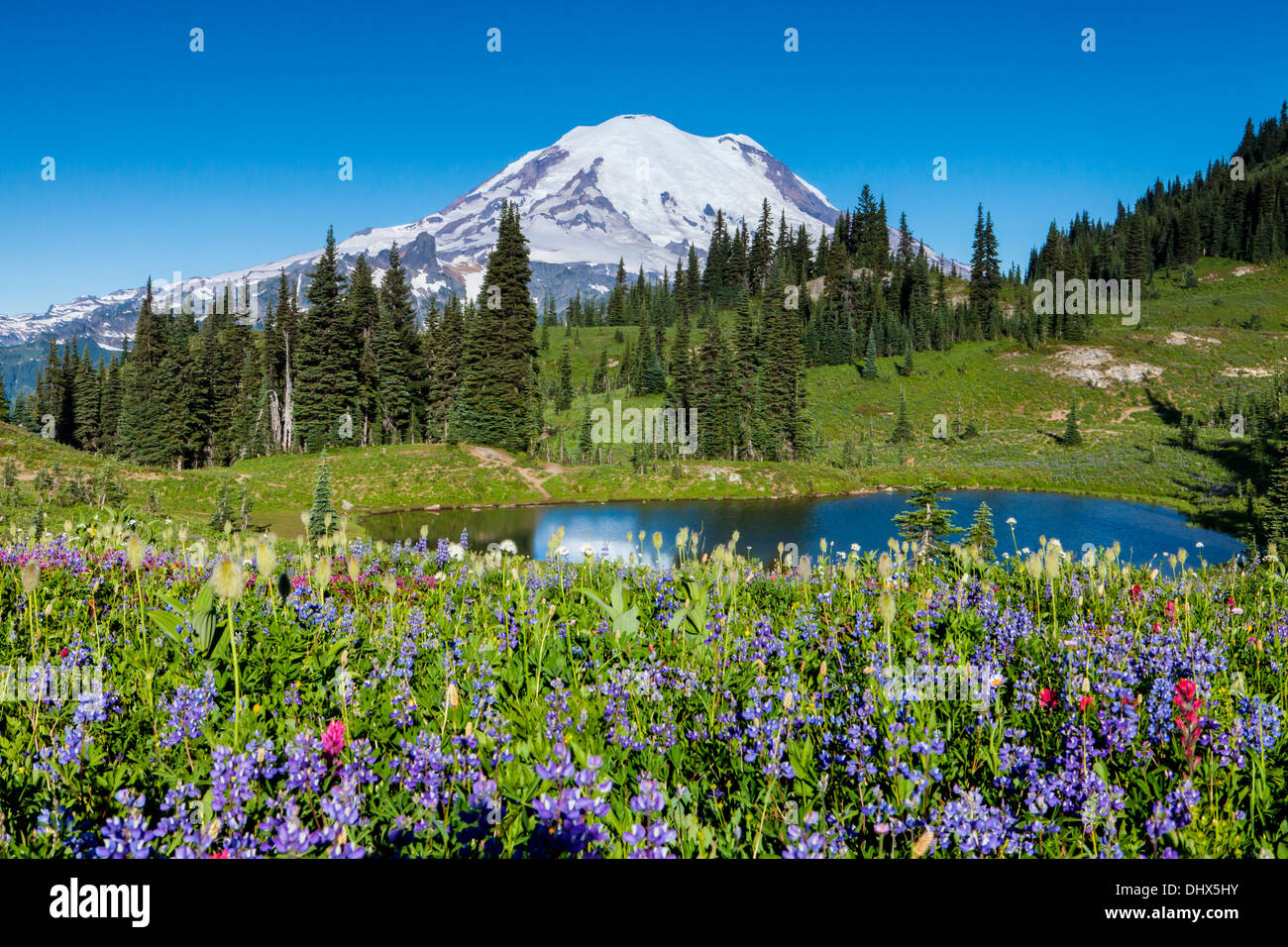 Mount Rainier above flower meadows and a tarn along the Naches Peak trail in Mount Rainier