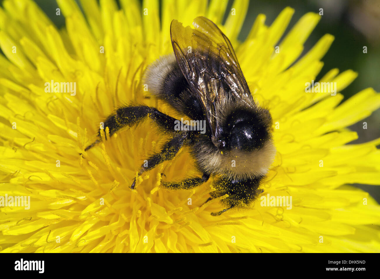 Bombus sylvestris, Cuckoo Bumblebee Stock Photo