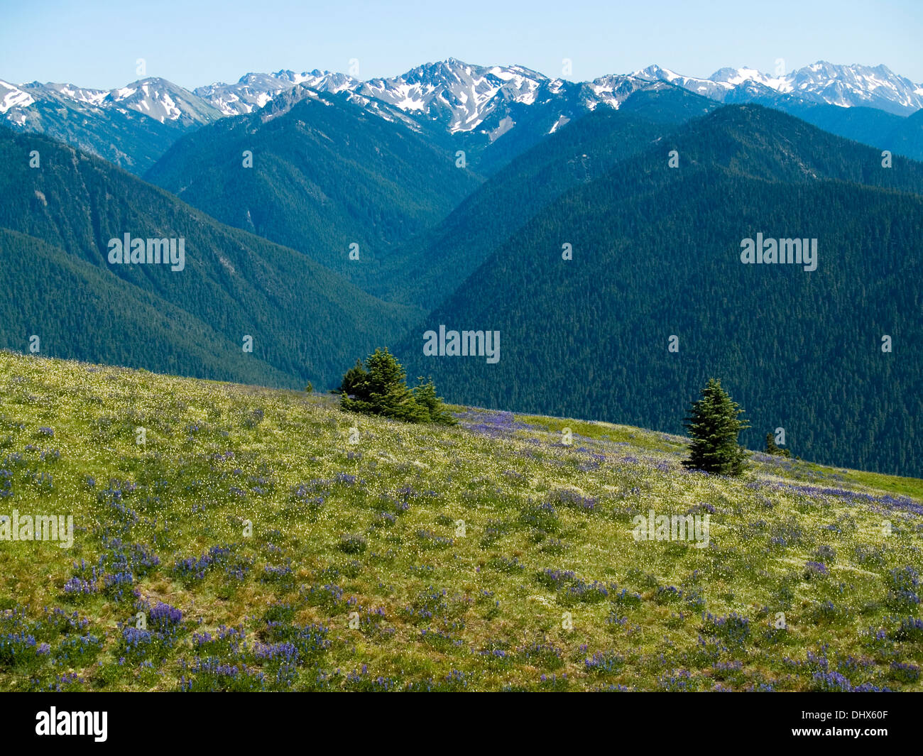 A view of Olympic Mountains from Hurricane Ridge,Olympic National Park, Washington State Stock Photo