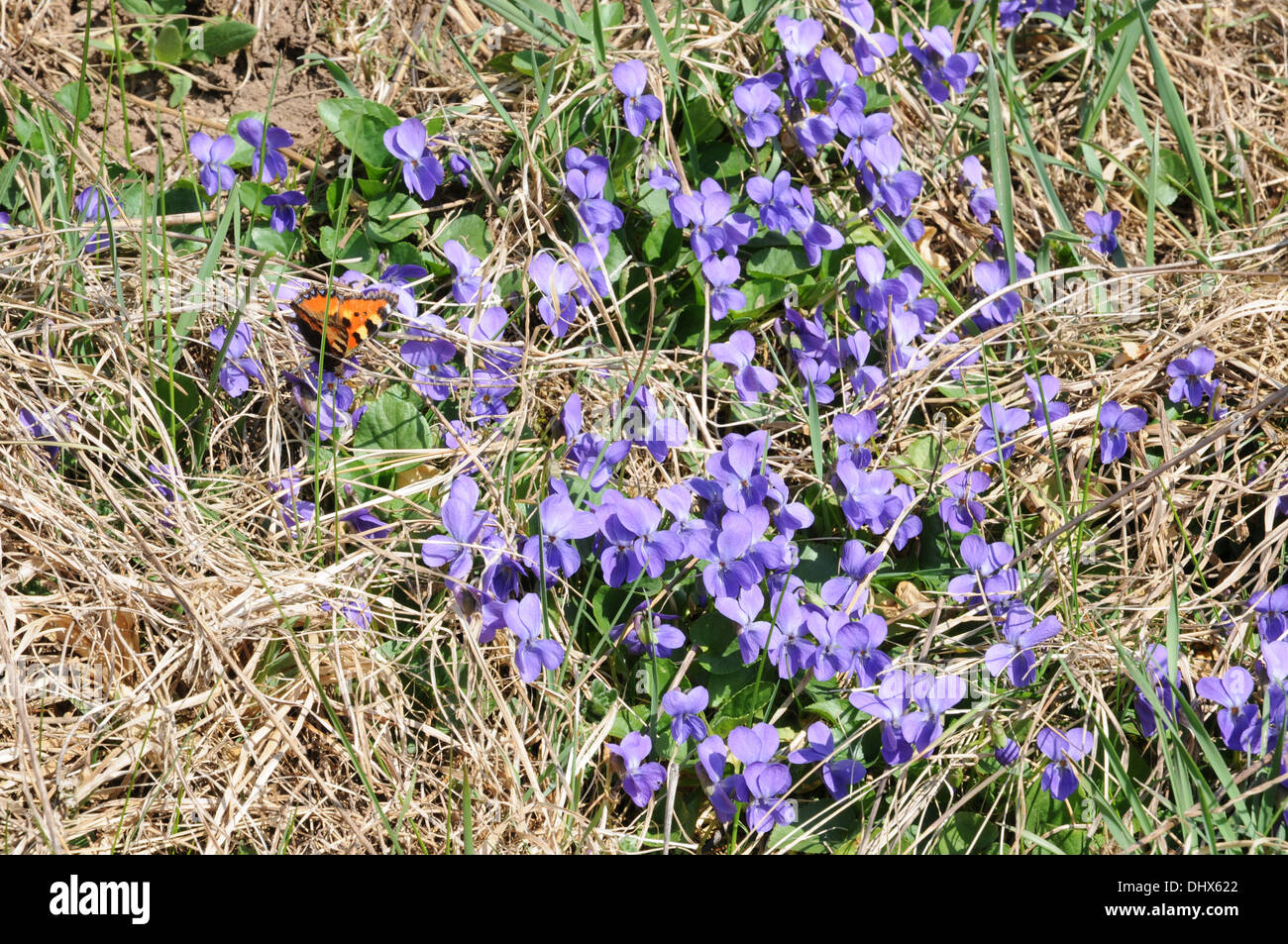Sweet Violets Stock Photo