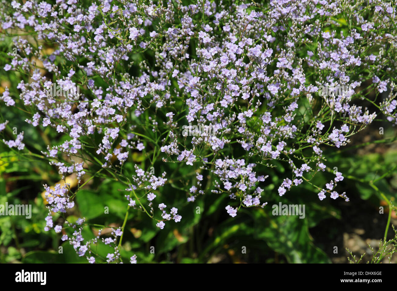 Limonium latifolium sea lavender hi-res stock photography and images ...