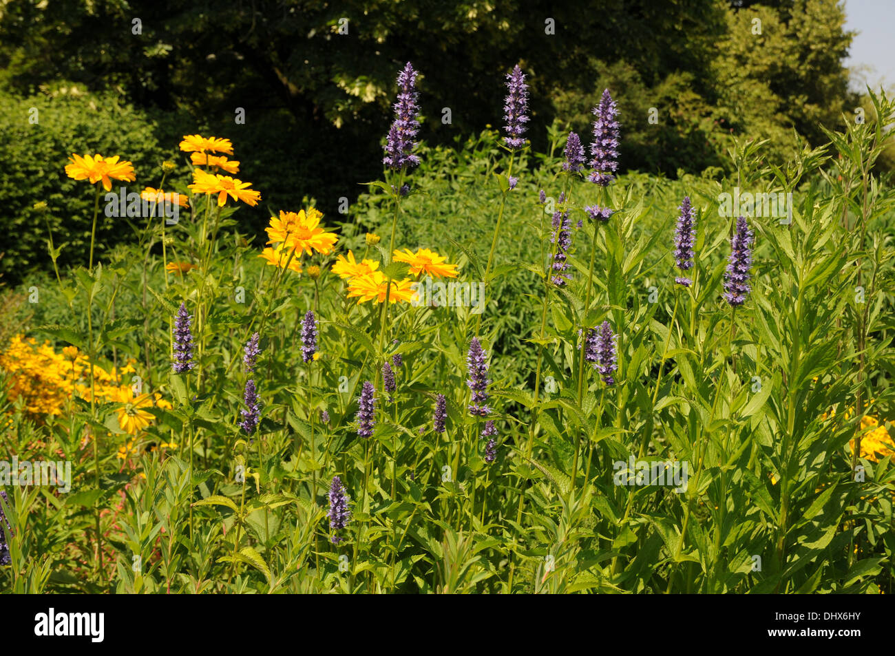 Korean mint Stock Photo Alamy