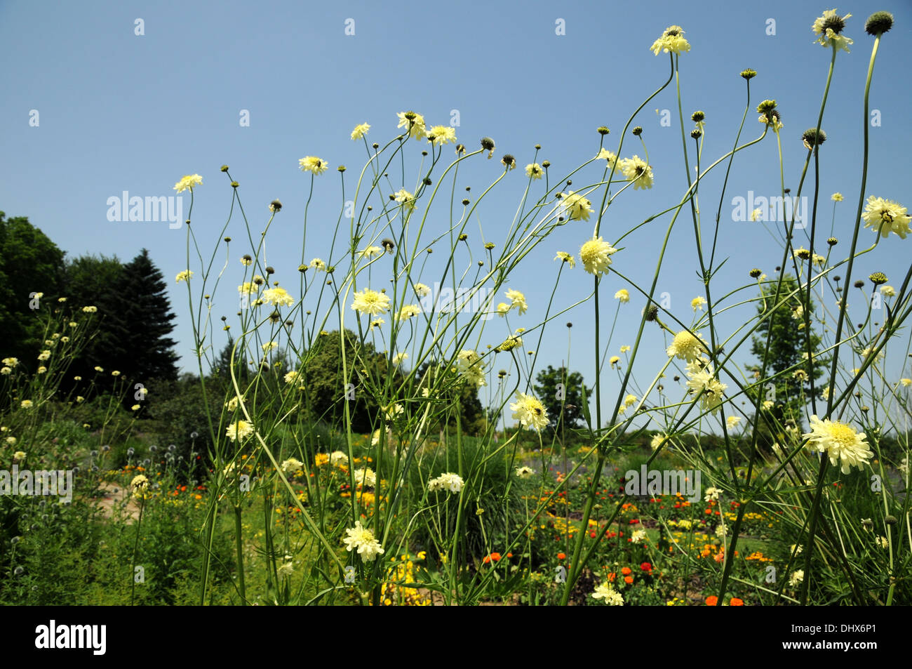Tatarian cephalaria Stock Photo