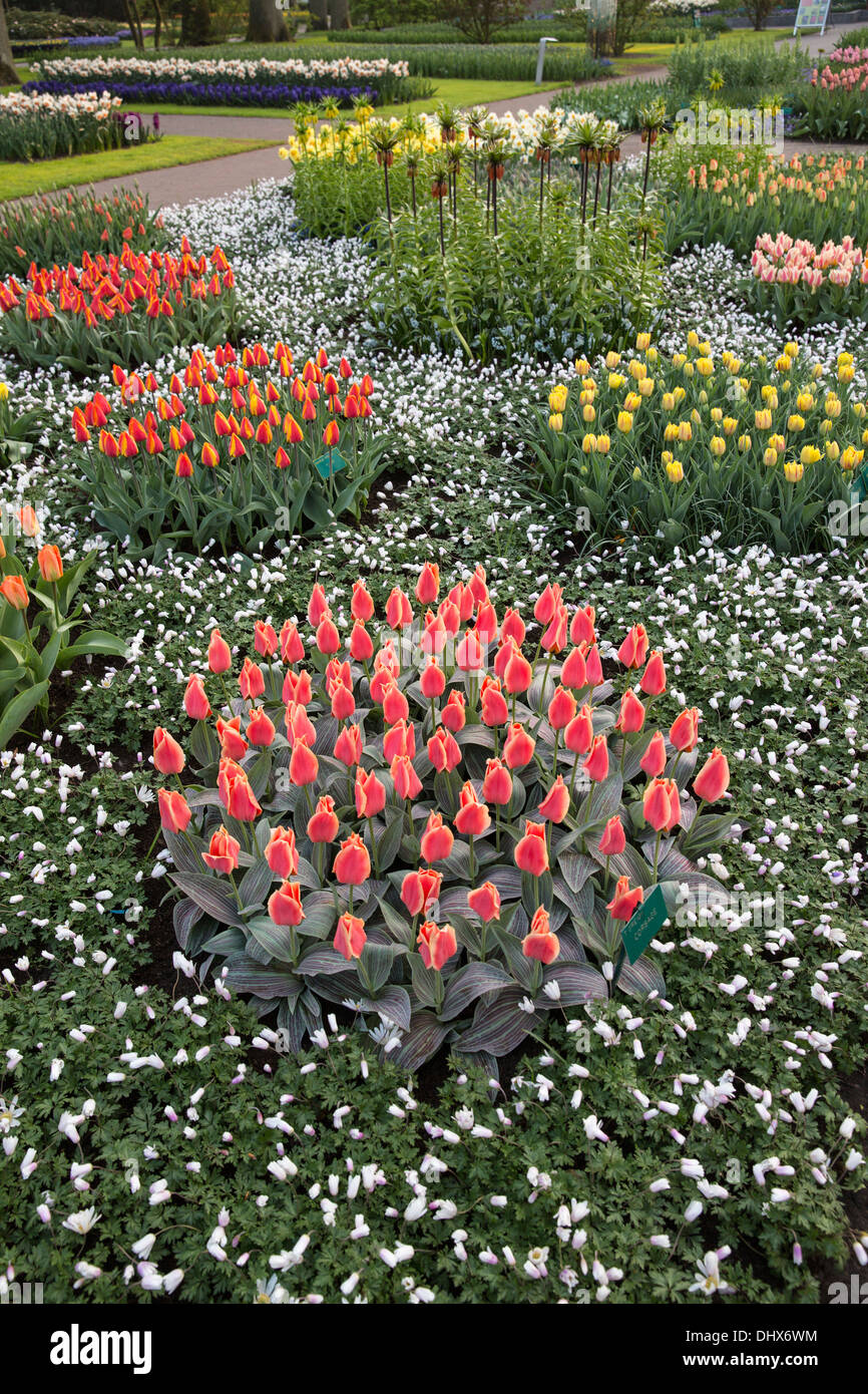 Netherlands, Lisse, Keukenhof gardens. Tulips and various flowers Stock Photo