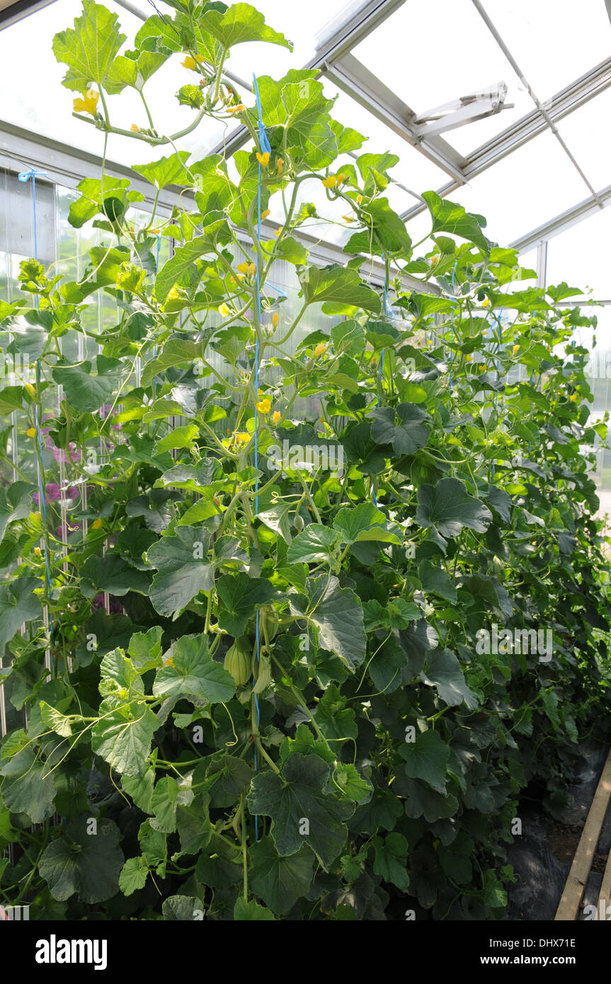 Muskmelons Stock Photo