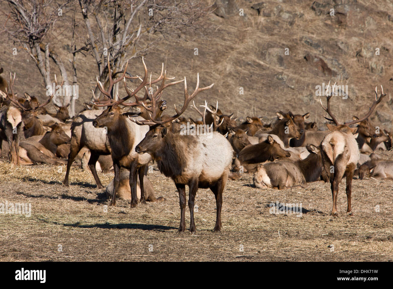Rocky Mountain Elk gather in a field at the Oak Creek Wildlife Area