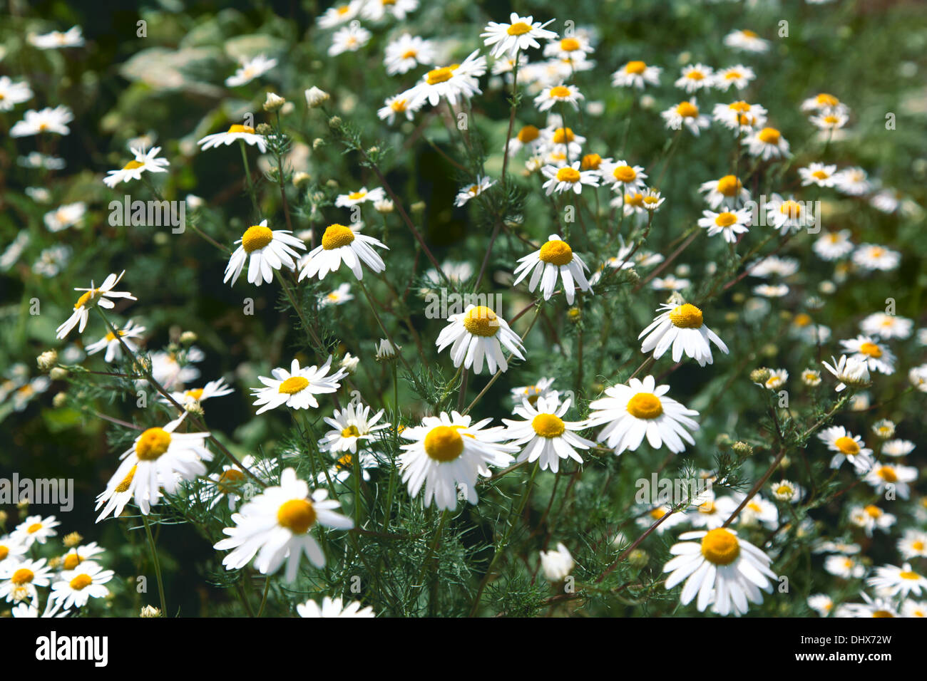 German chamomile art hi-res stock photography and images - Alamy