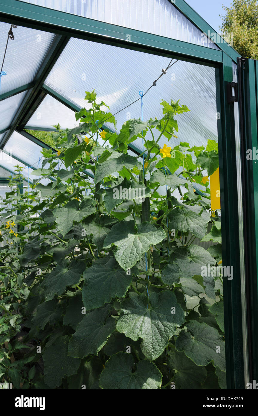 Cucumber Stock Photo
