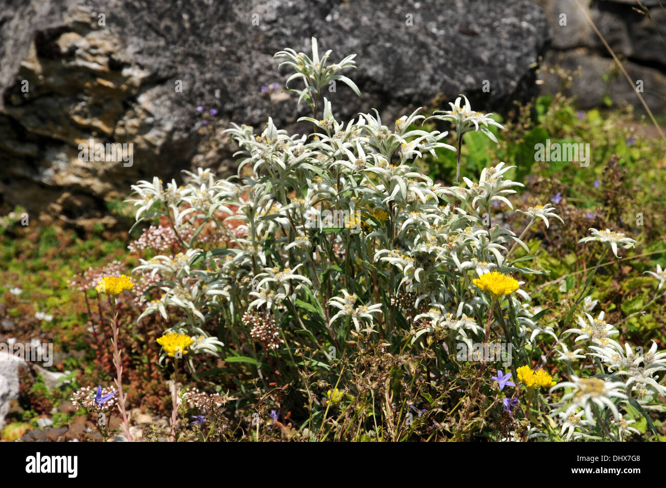 Alpine edelweiss Stock Photo
