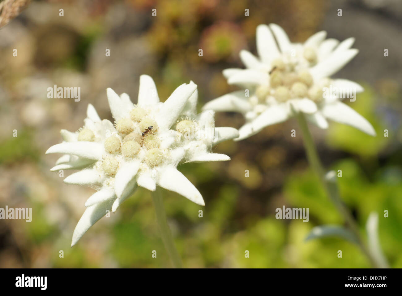 Alpine edelweiss Stock Photo