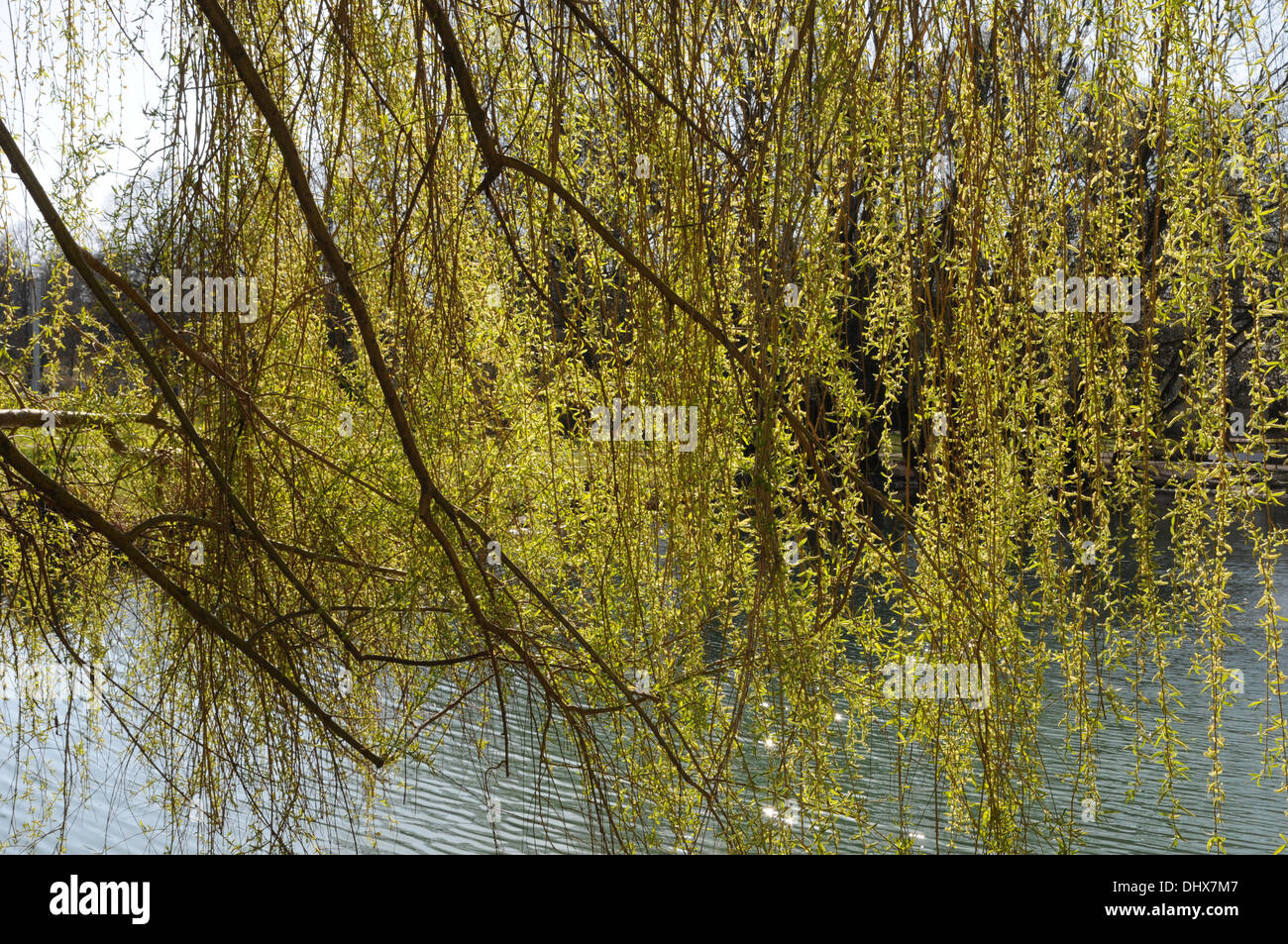 Weeping Willow Stock Photo Alamy