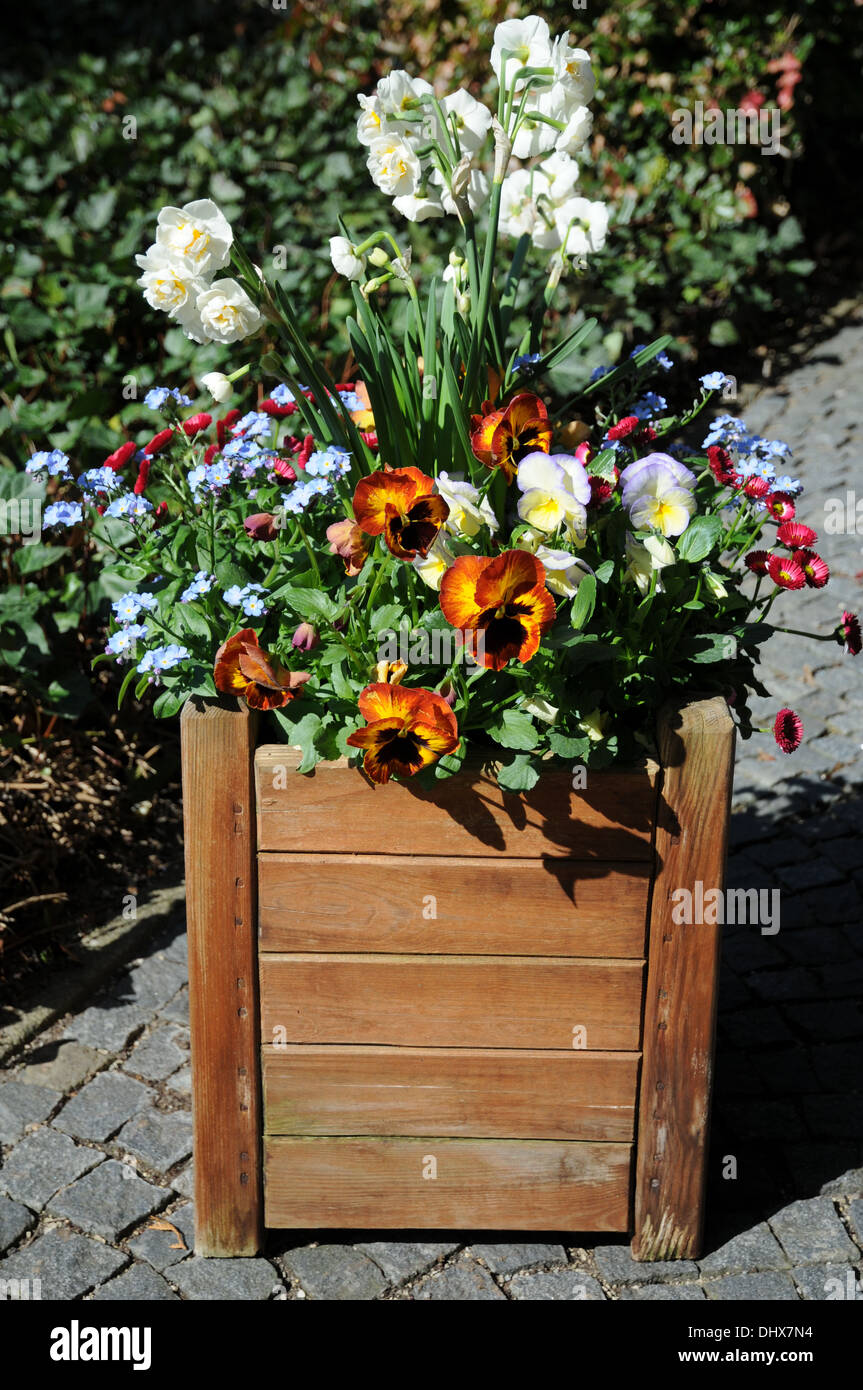 Pansies, Daffodils and Forget-Me-Not in a Pot Stock Photo