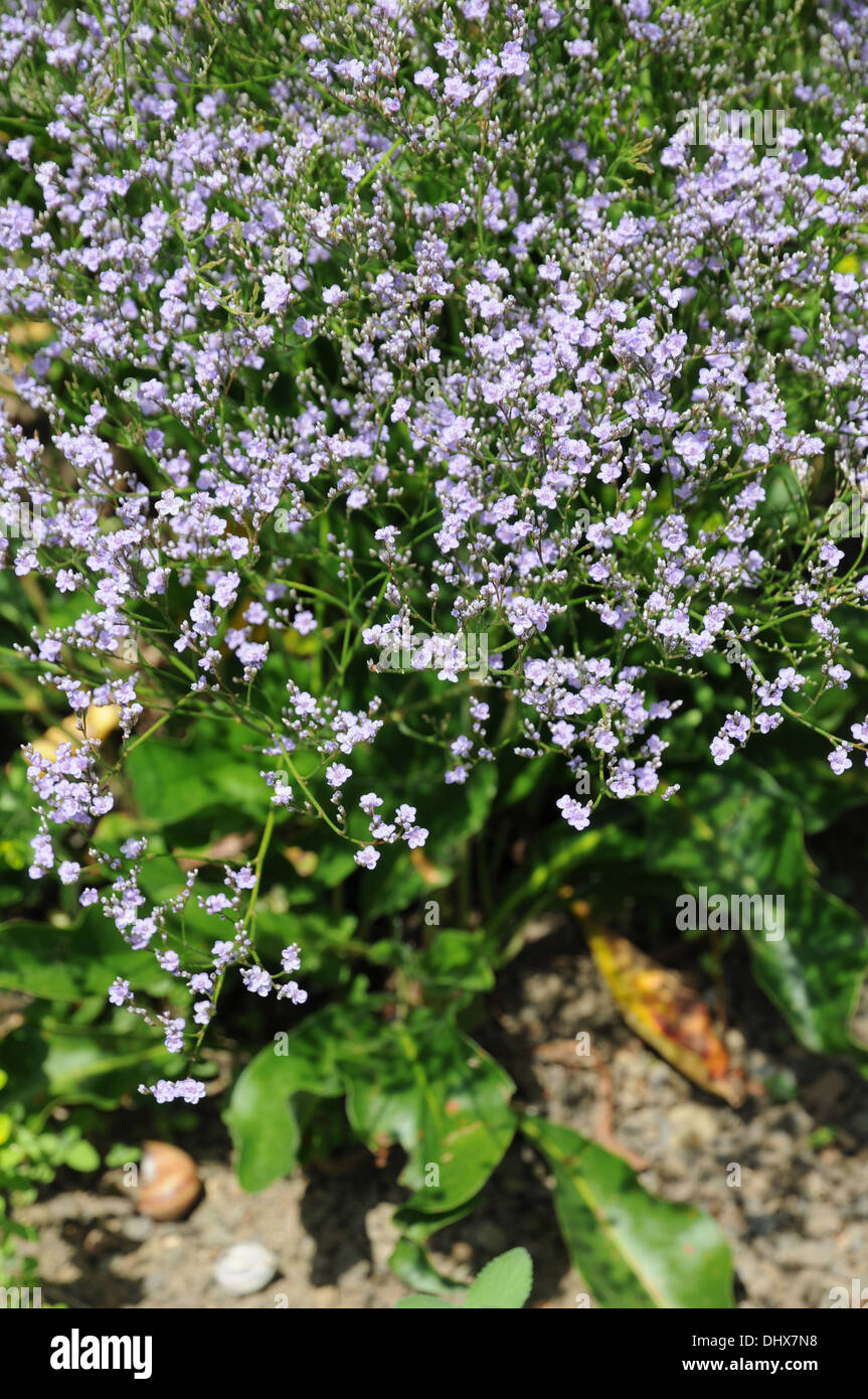 Limonium Latifolium High Resolution Stock Photography and Images - Alamy
