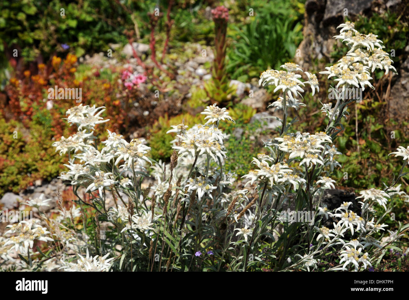 Alpine Edelweiss Stock Photo