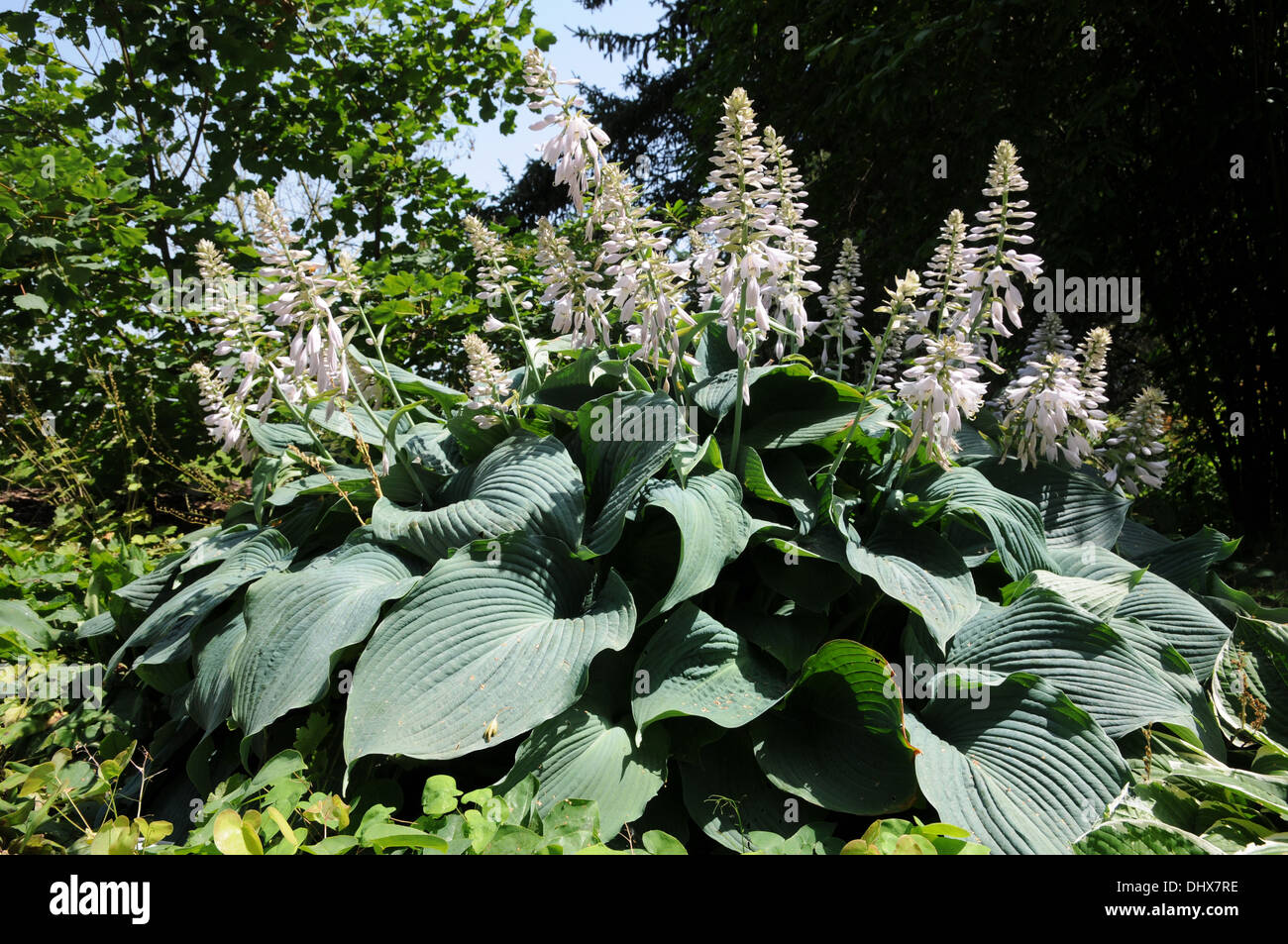 Hosta Stock Photo