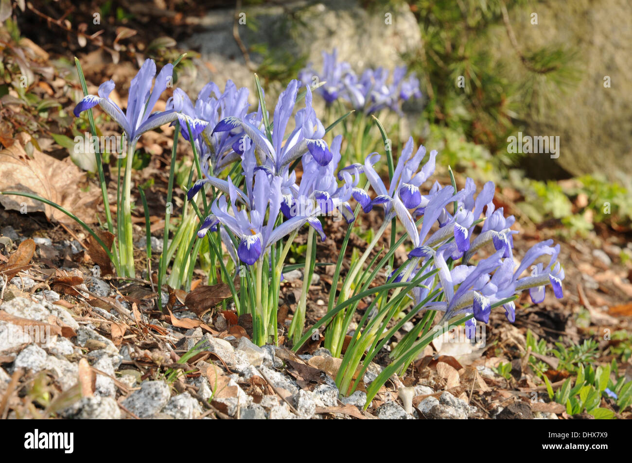 Dwarf irises Stock Photo