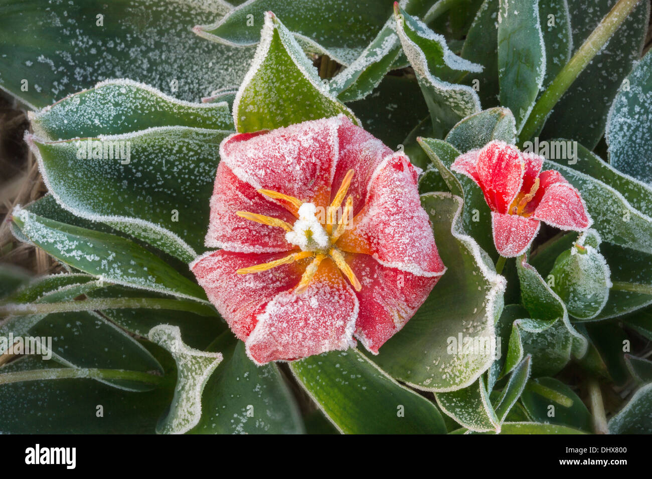 Frost covered plant leaves hi-res stock photography and images - Alamy