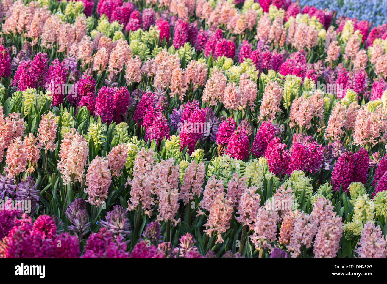 Netherlands, Lisse, Keukenhof gardens. Hyacinths Stock Photo