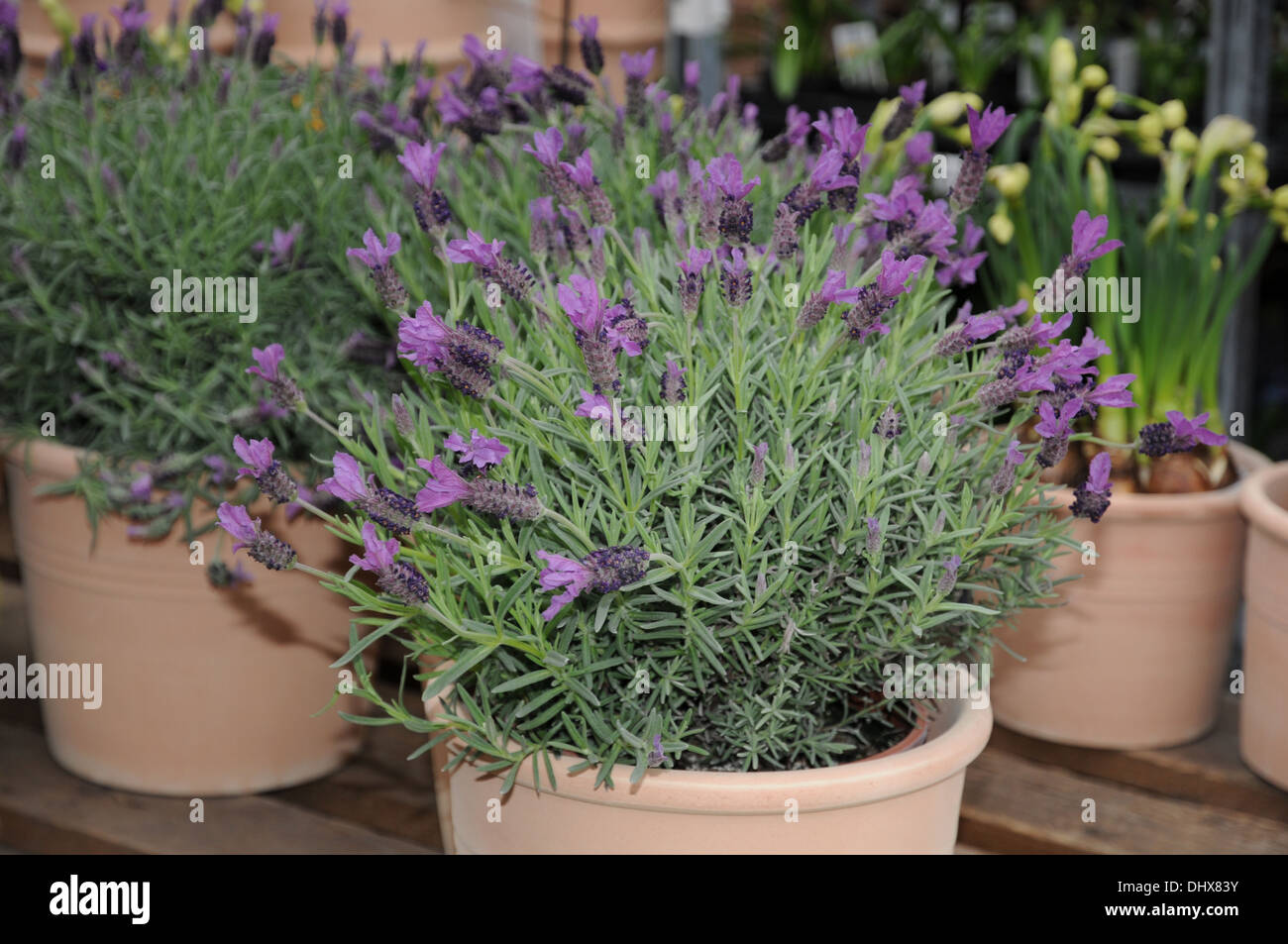 French Lavender High Resolution Stock Photography and Images - Alamy