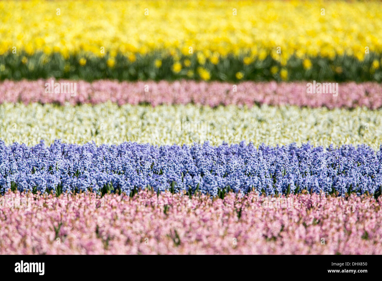 Netherlands, Noordwijk, Tulip and hyacinth fields. Stock Photo