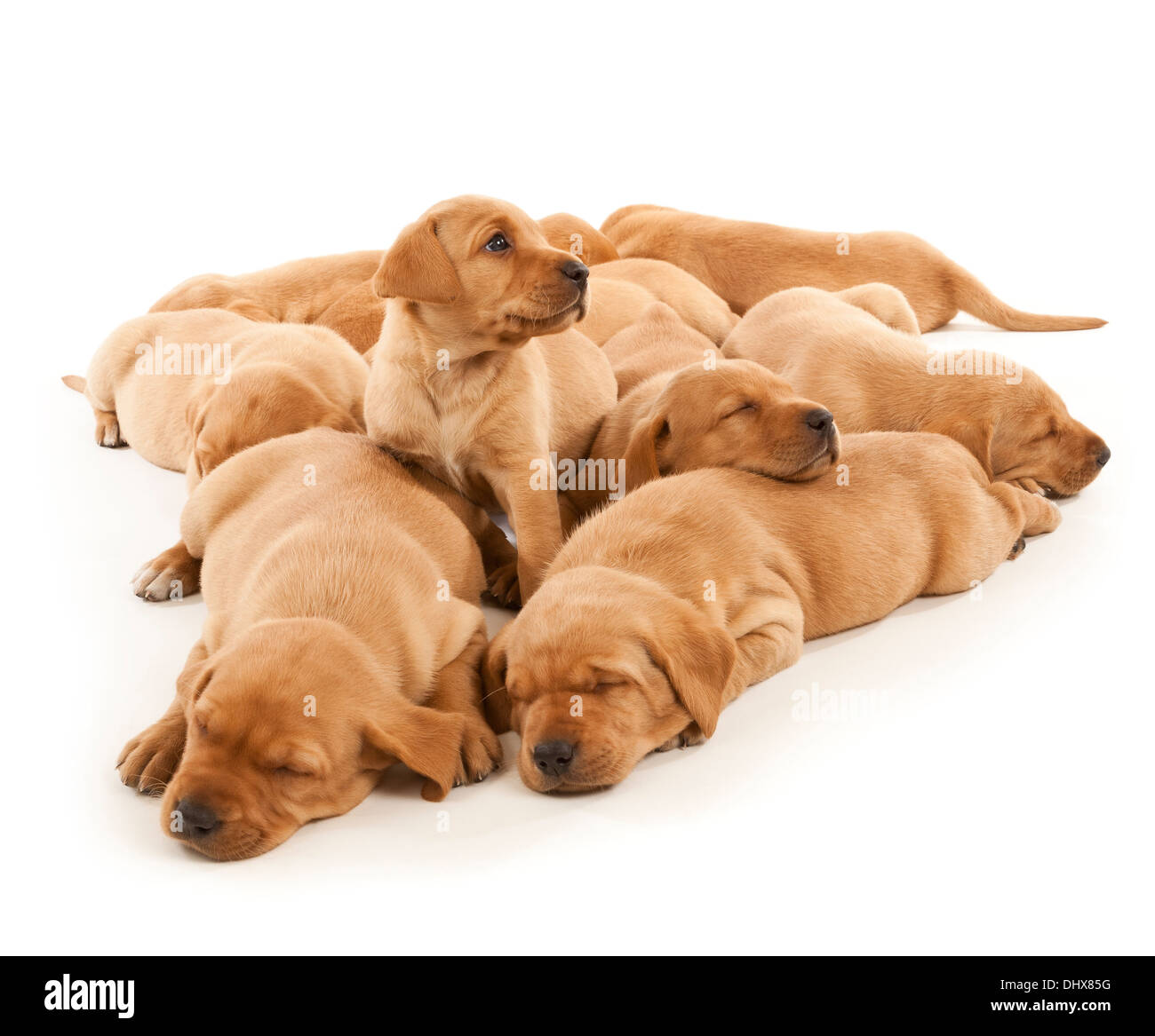 Nine Labrador puppies Stock Photo