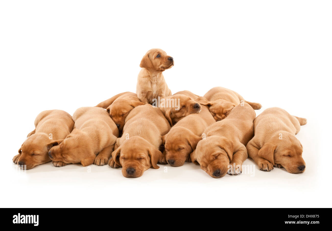 Ten Labrador puppies Stock Photo