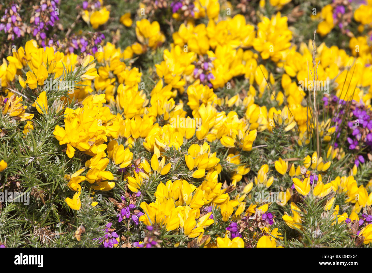 Yellow Flowering heather plant in Ireland Stock Photo