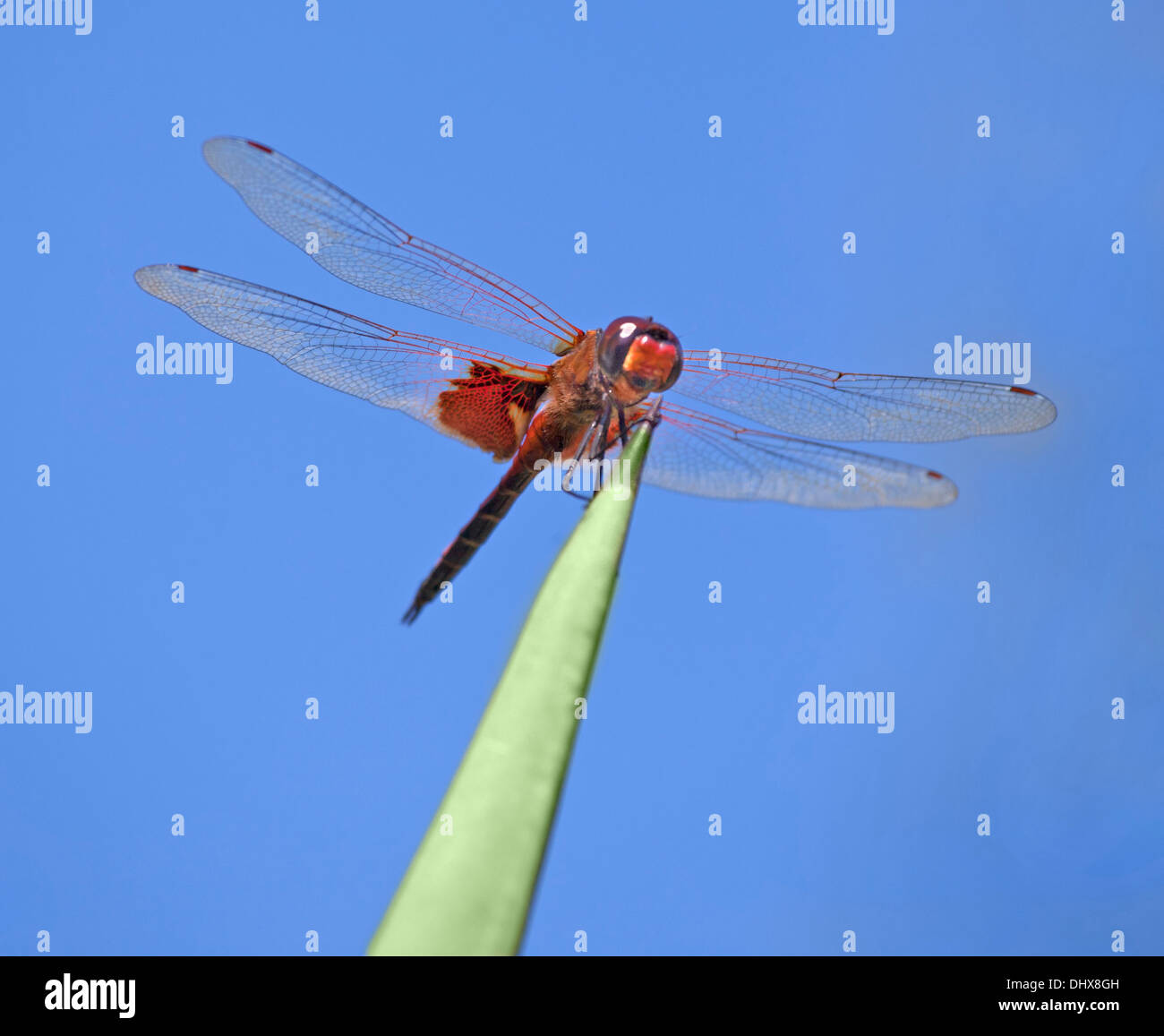 dragonfly sits on a plant Stock Photo - Alamy