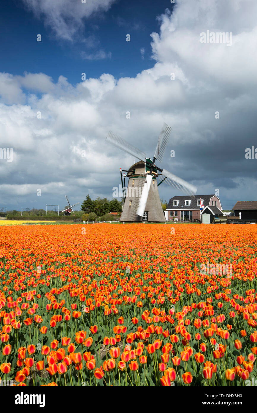 Netherlands, Noordwijkerhout, Tulip field, windmills Stock Photo