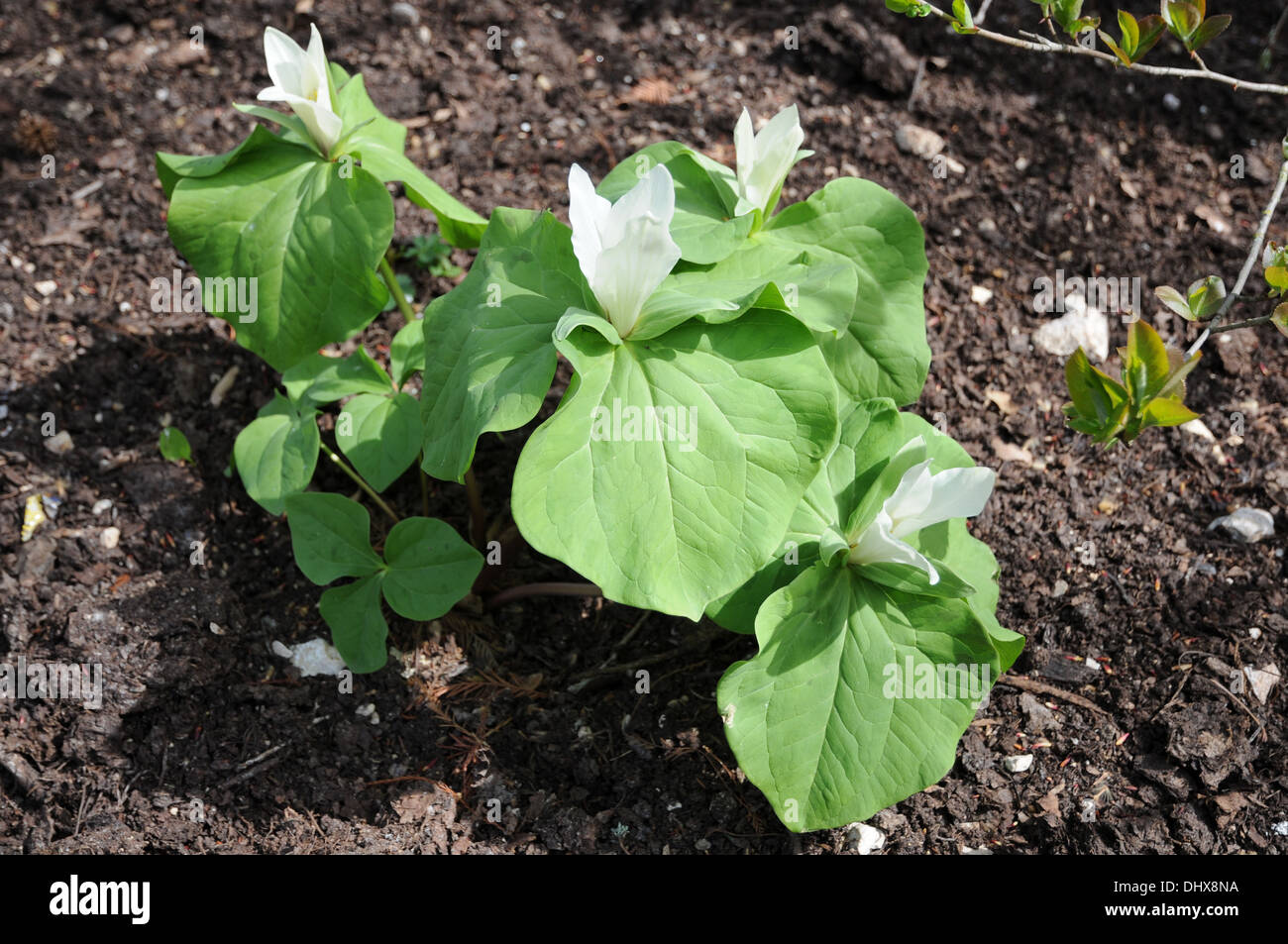 Trillium chloropetalum Stock Photo