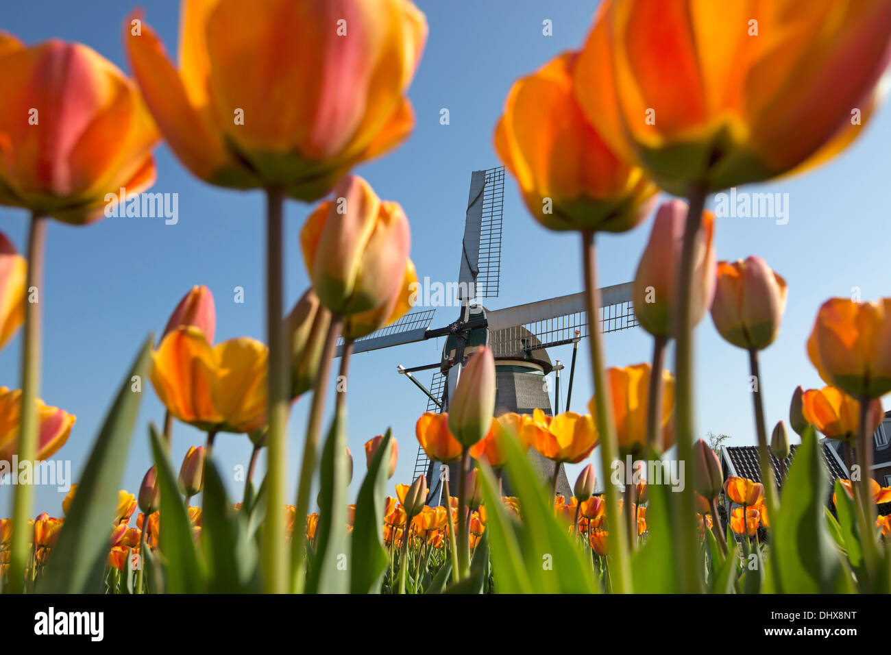 Netherlands, Noordwijkerhout, Tulip field, windmill Stock Photo