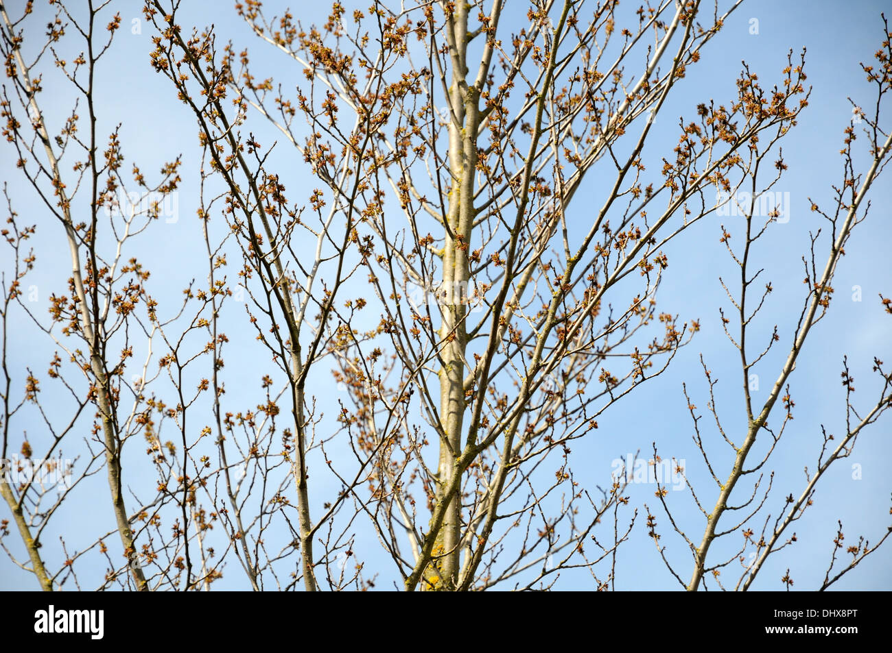 Elm Flowers Stock Photos & Elm Flowers Stock Images Alamy