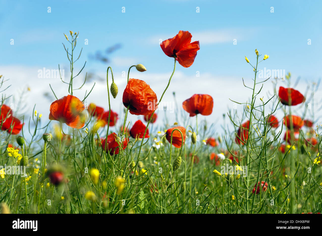 red poppies against a blue sky Stock Photo