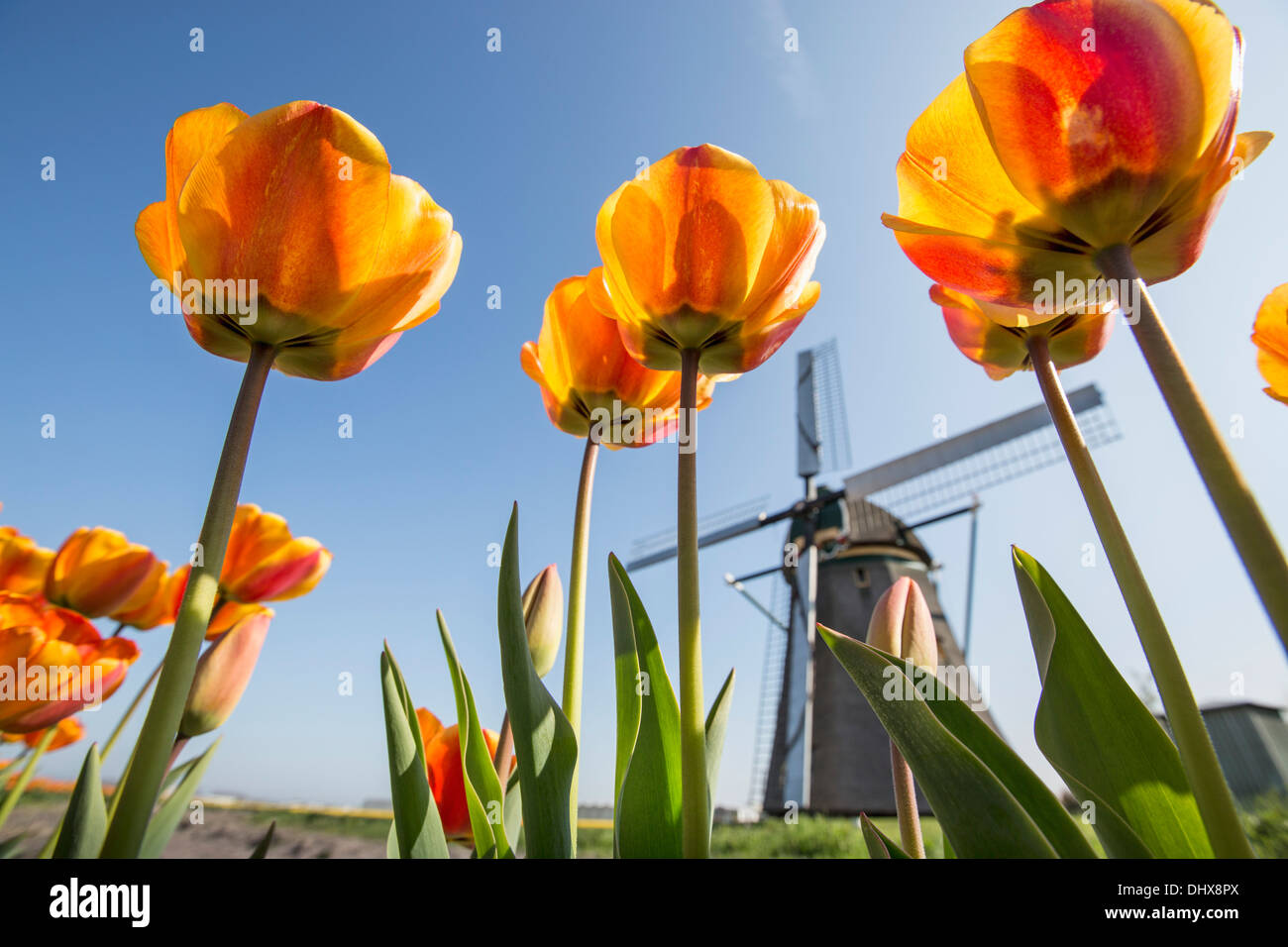 Netherlands, Noordwijkerhout, Tulip field, windmill Stock Photo