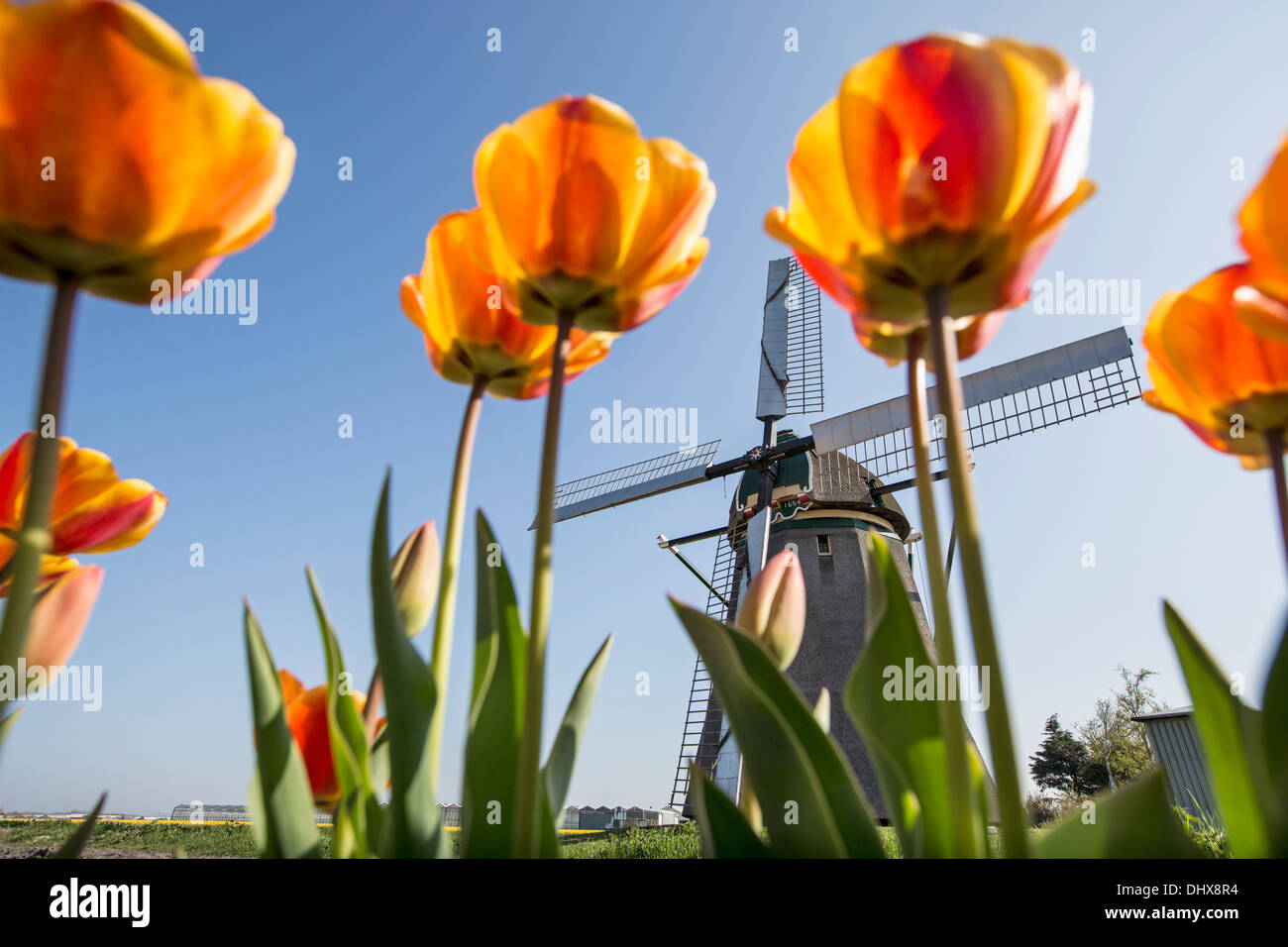 Netherlands, Noordwijkerhout, Tulip field, windmill Stock Photo