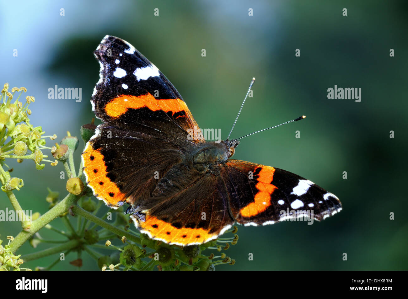 Admiral  Butterfly Stock Photo