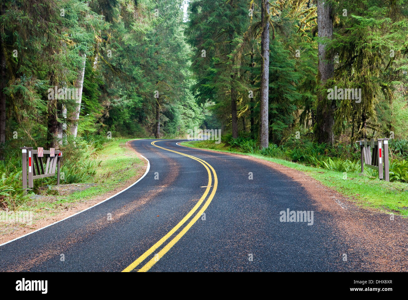 The Hoh River Road winds through Olympic National Park, Washington, USA. Stock Photo