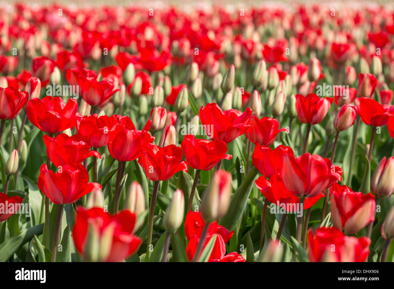 Netherlands, Lisse, Tulip field Stock Photo - Alamy