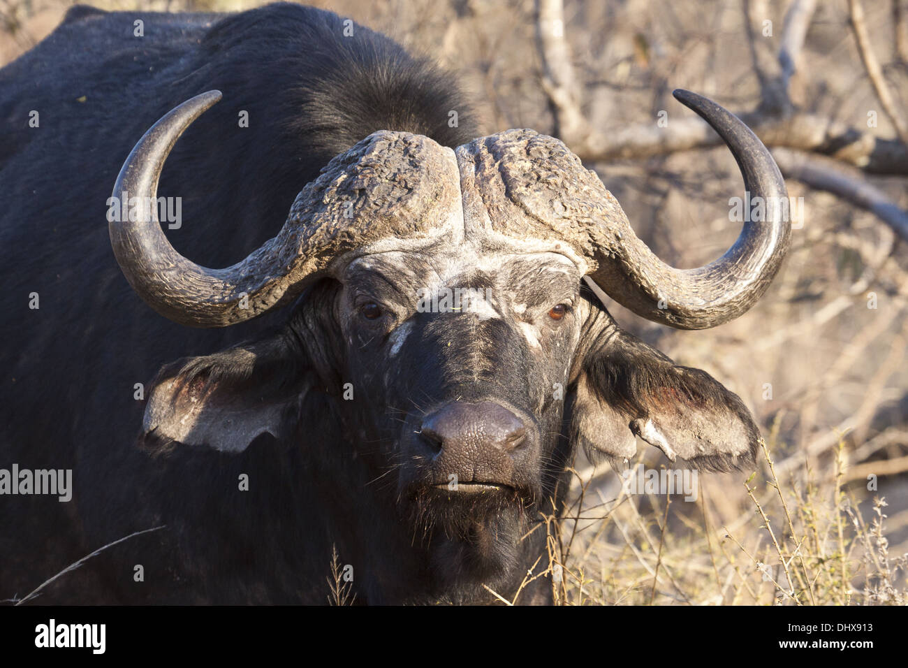 African buffalo (Syncerus caffer) Stock Photo