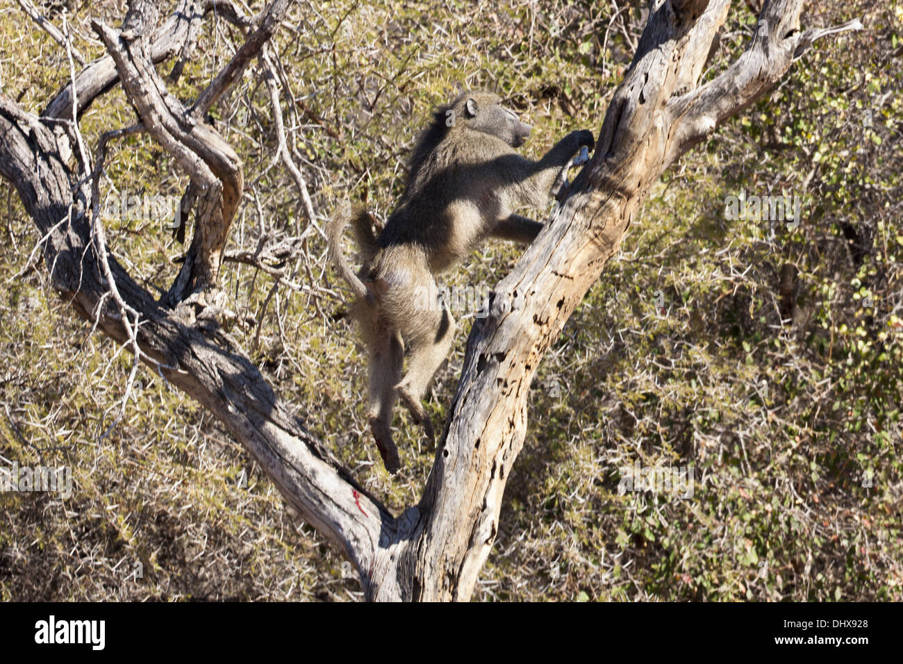 Monkey in the tree Stock Photo