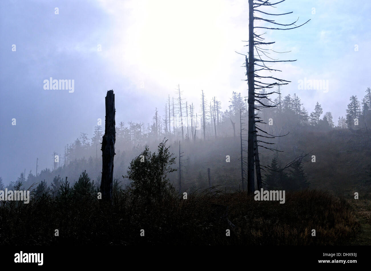 Fog cloudy scary trees hi-res stock photography and images - Alamy